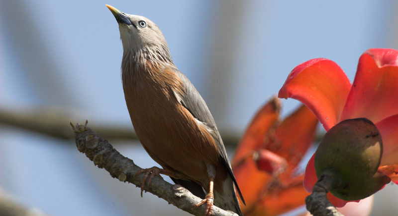Birds in Chitwan National Park