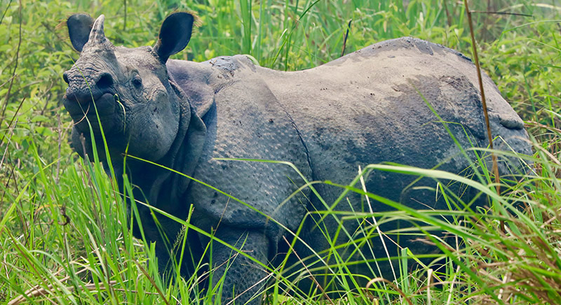 One horn rhinoceros