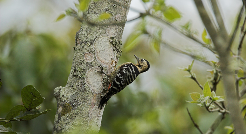 Chitwan Bird