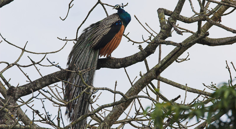 Bird watching tour