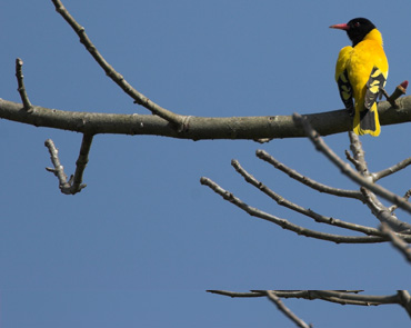 Chitwan bird watching tour