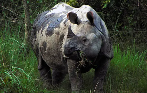 One horn rhinoceros