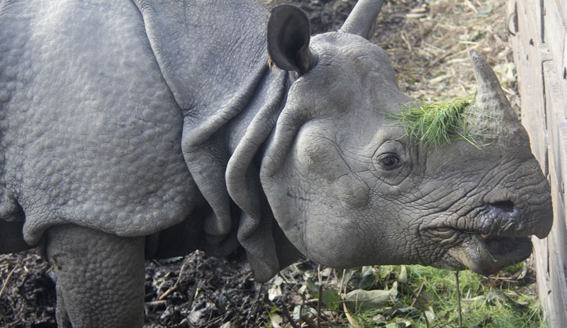 One horn Rhino