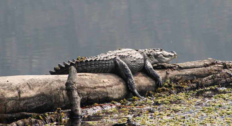 Marsh Mugger Crododile