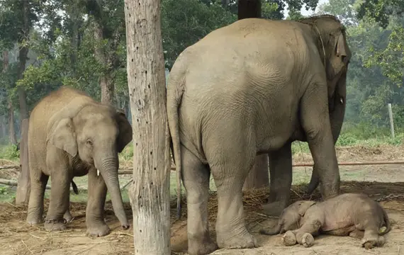 Elephant Breeding Center