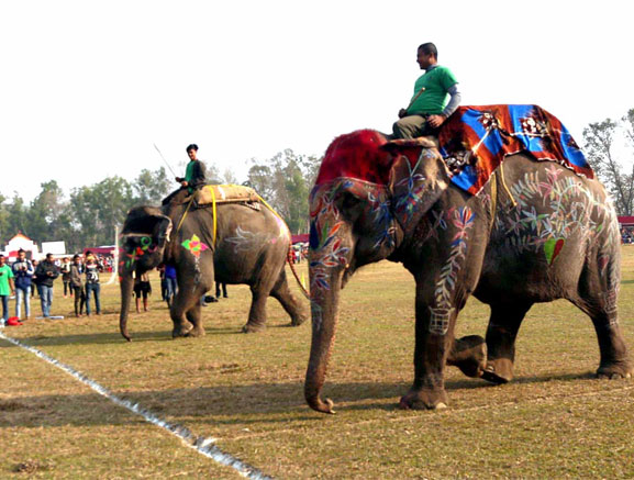 Elephant Walk