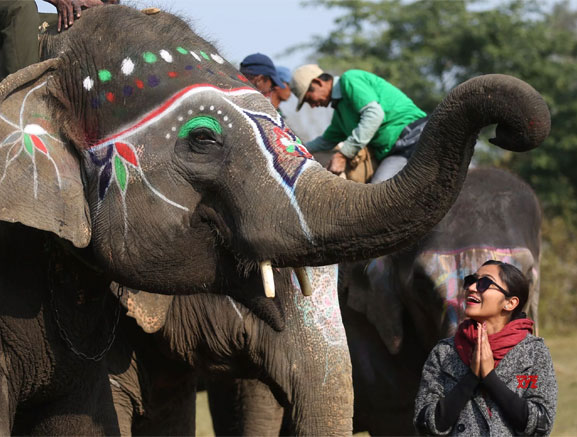  Elephant Beauty Contest 