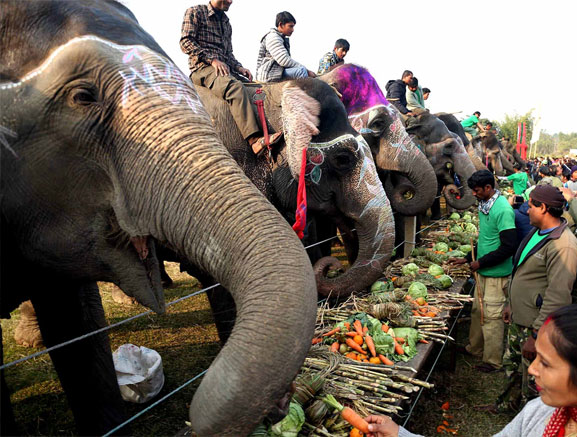  Elephant Picnic