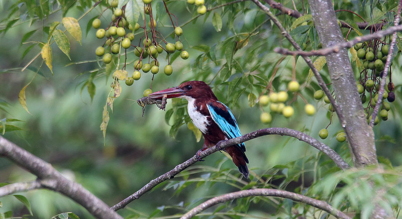 Kingfisher Hunting