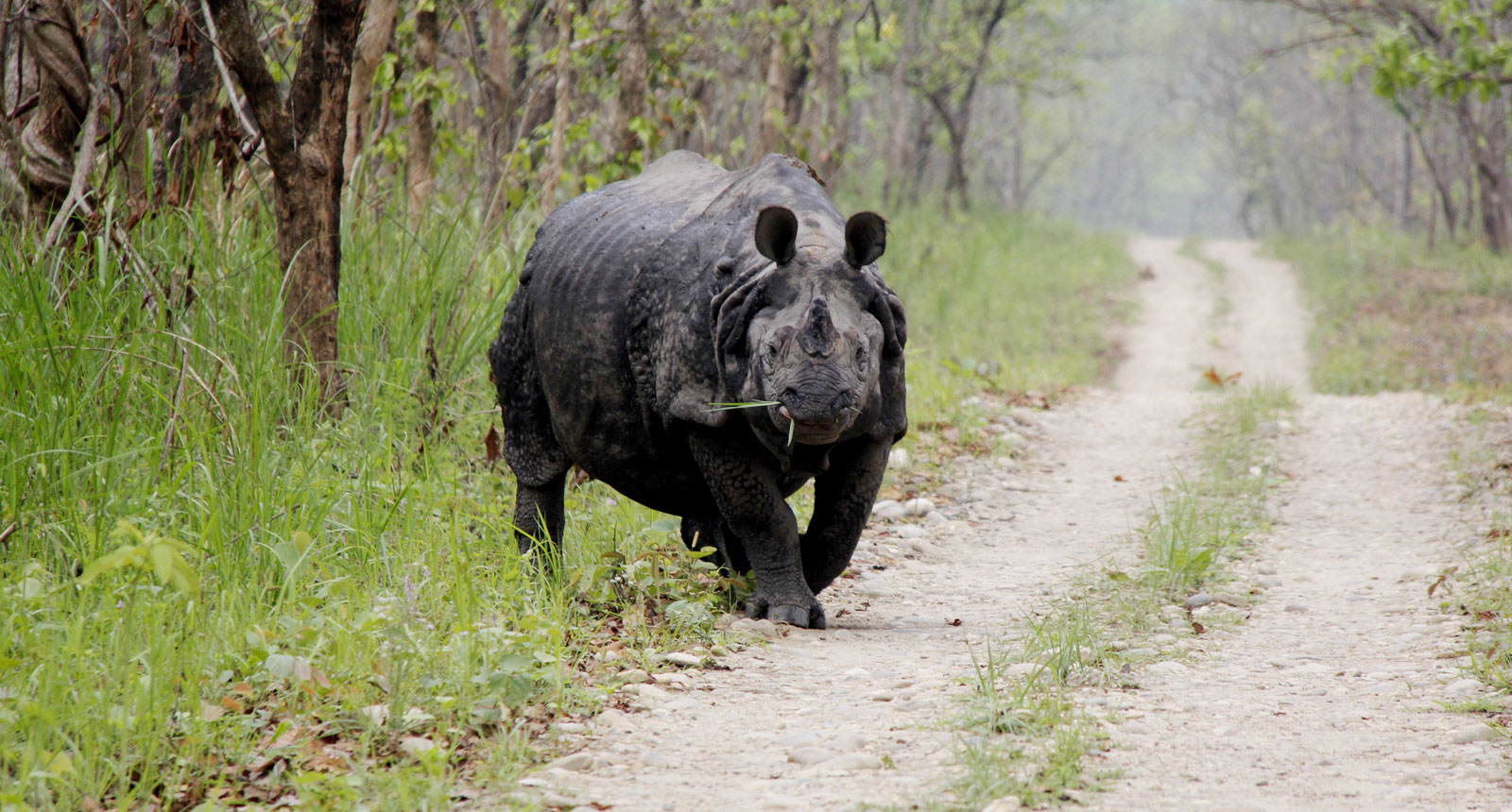 one horn Rhino