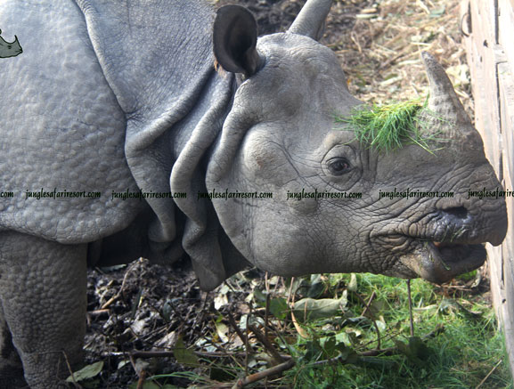  One horn rhino 