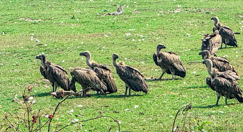 Jatayu Vulture Restaurant