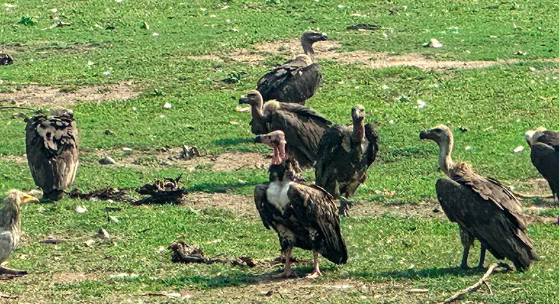 Jatayu Vulture Restaurant