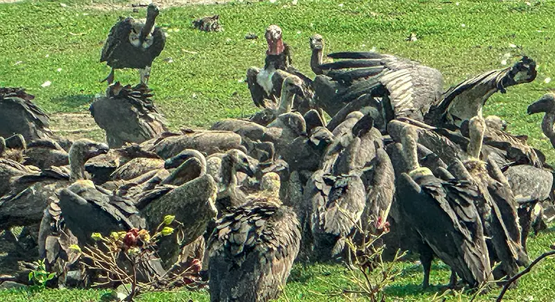Jatayu Vulture Restaurant