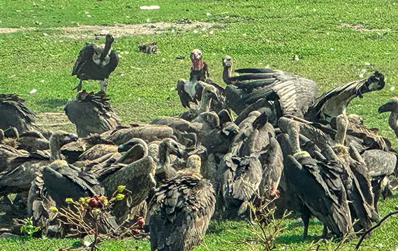 Jatayu Vulture