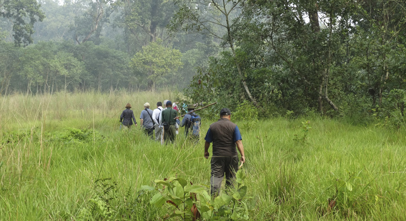 Jungle Walk