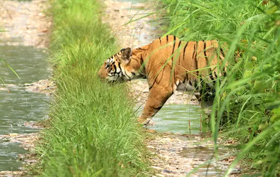 Nepali Food Dal Bhat