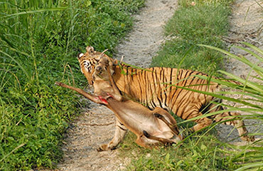 Royal Bengal Tiger