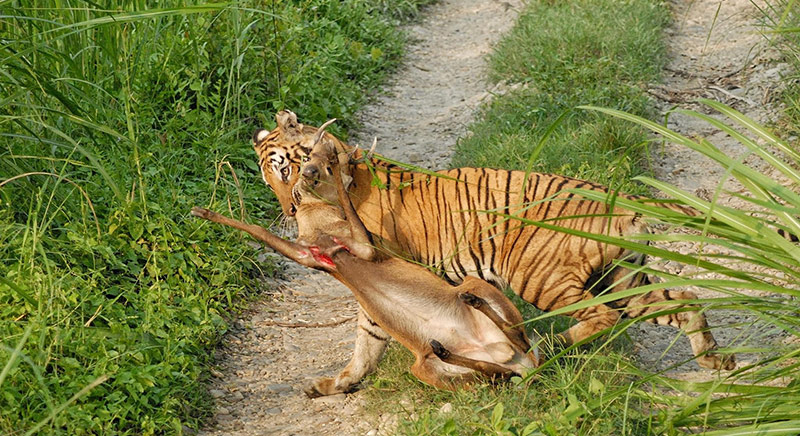 Royal Bengal Tiger