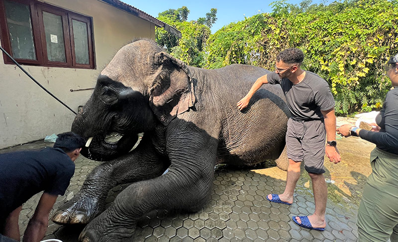 Bathing Elephant