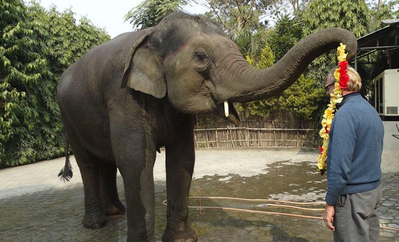 Welcome by Elephant