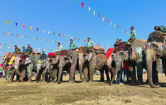 Elephant Festival